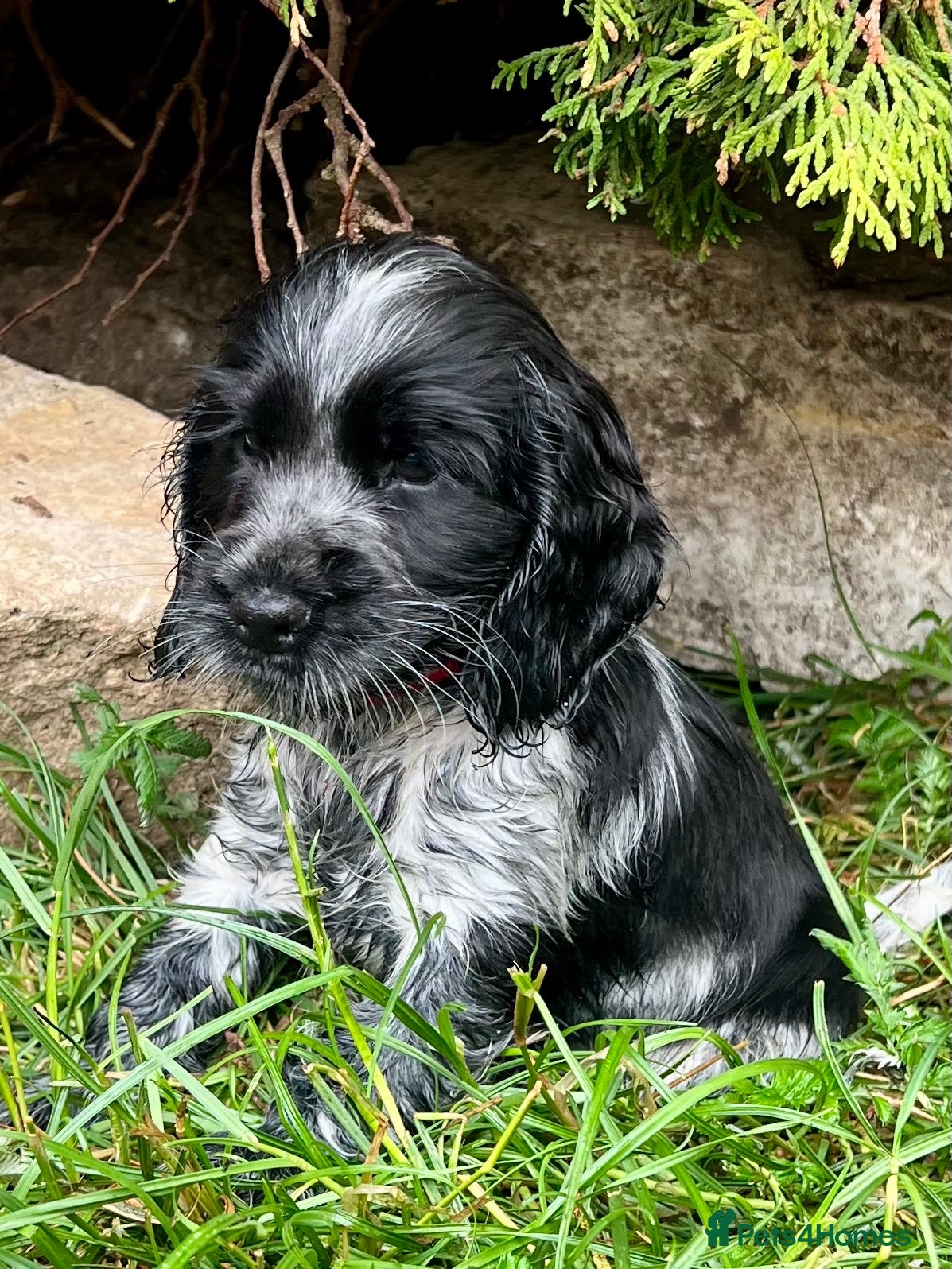 Cocker Spaniel dogs Ready Now - KC Show Cocker Spaniel Puppies - Advert 8