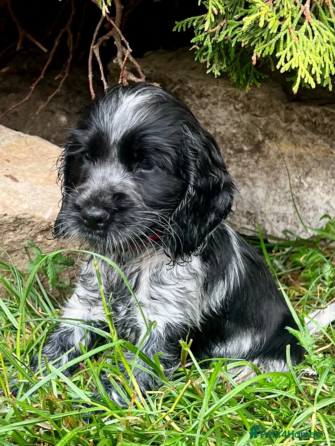 Cocker Spaniel dogs for sale: Ready Now - KC Show Cocker Spaniel Puppies - Advert 1