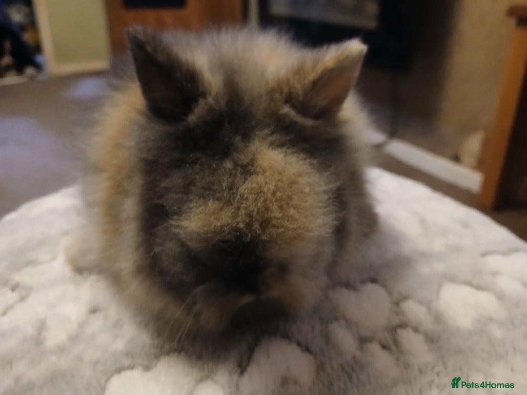 Lionhead rabbits for sale: Stunning DM Lionhead baby rabbits  - Advert 2