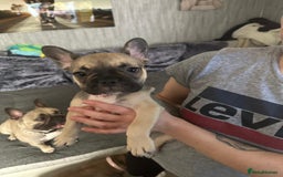 French Bulldog dogs for sale: Amazing french bulldog  - Image 11