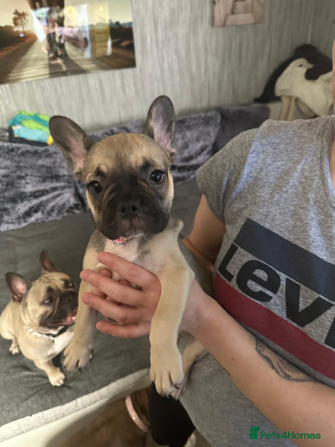 French Bulldog dogs for sale: Amazing french bulldog  - Image 11