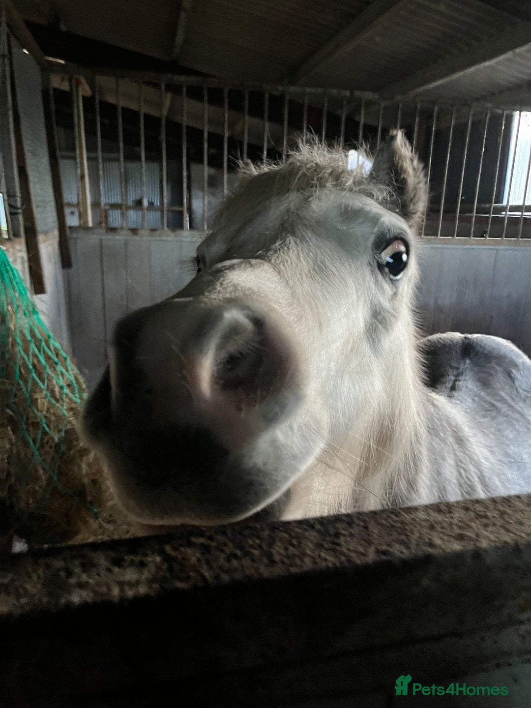 Welsh Section A horses for sale: Beautiful dapple grey Welsh A gelding for sale - Advert 2