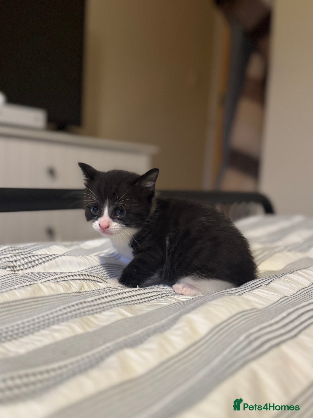 British Shorthair cats for sale: 12 week old female kitten for sale. - Image 4