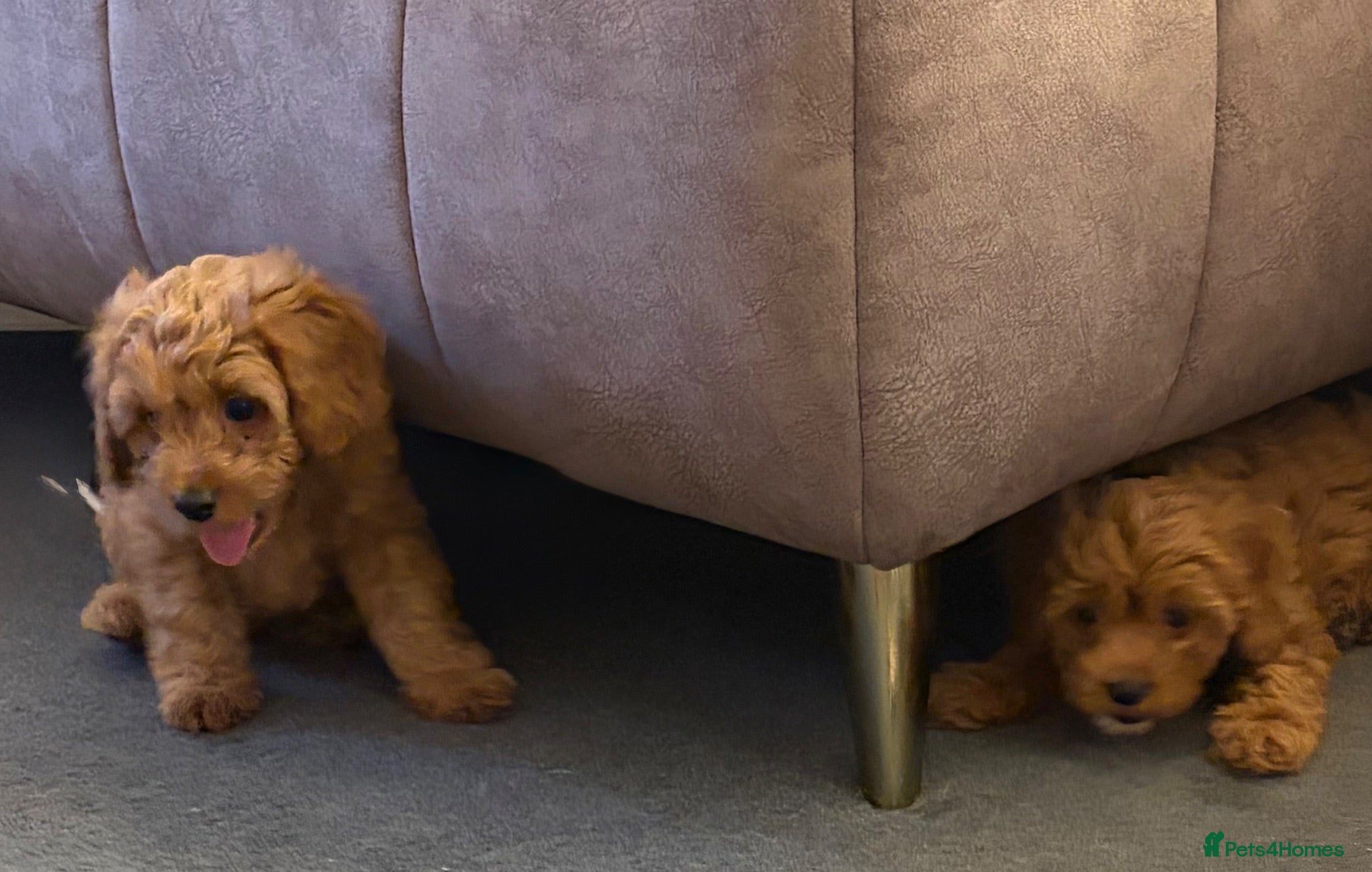 Cavapoo dogs REDUCED Fox red cavapoo cuties  - Advert 2