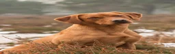 Labrador Retriever dogs for stud: 0/0 HIP & ELBOWS FULLY, HEALTH TESTED - Advert 4