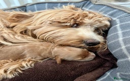 Mixed Breed dogs for sale: Tibetan Doodle Puppies 2 Boys 1 Girl - Image 5