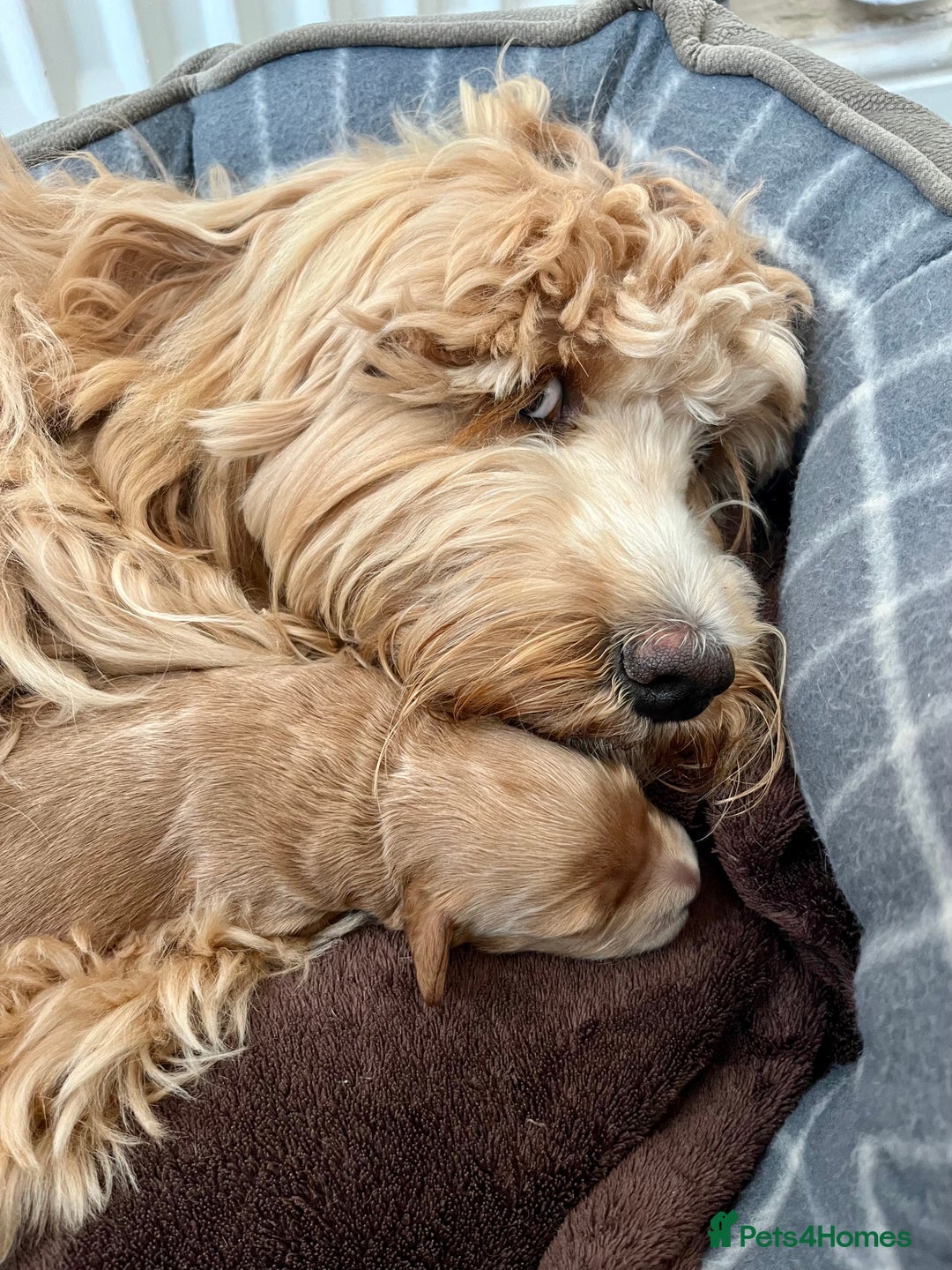 Mixed Breed dogs for sale: Tibetan Doodle Puppies 2 Boys 1 Girl - Image 5