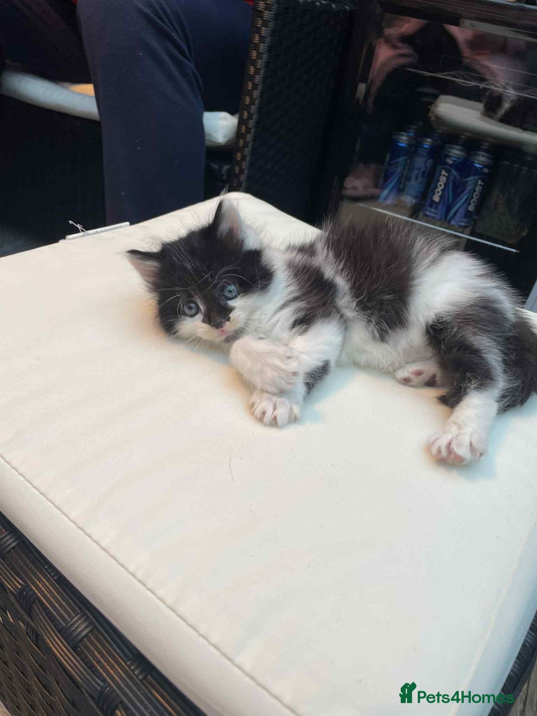 Mixed Breed cats for sale: Lovely boy for sale - Advert 2