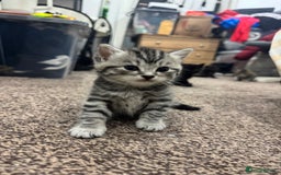 Brazilian Shorthair cats for sale: BSH Kittens for Sale! - Image 2