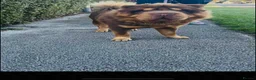 Shar Pei dogs for stud: Top quality full chco and tan bear coat  - Advert 2