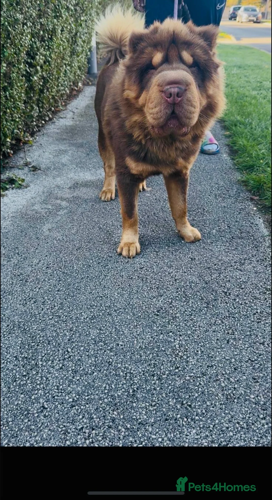 Shar Pei dogs for stud: Top quality full chco and tan bear coat  - Advert 2
