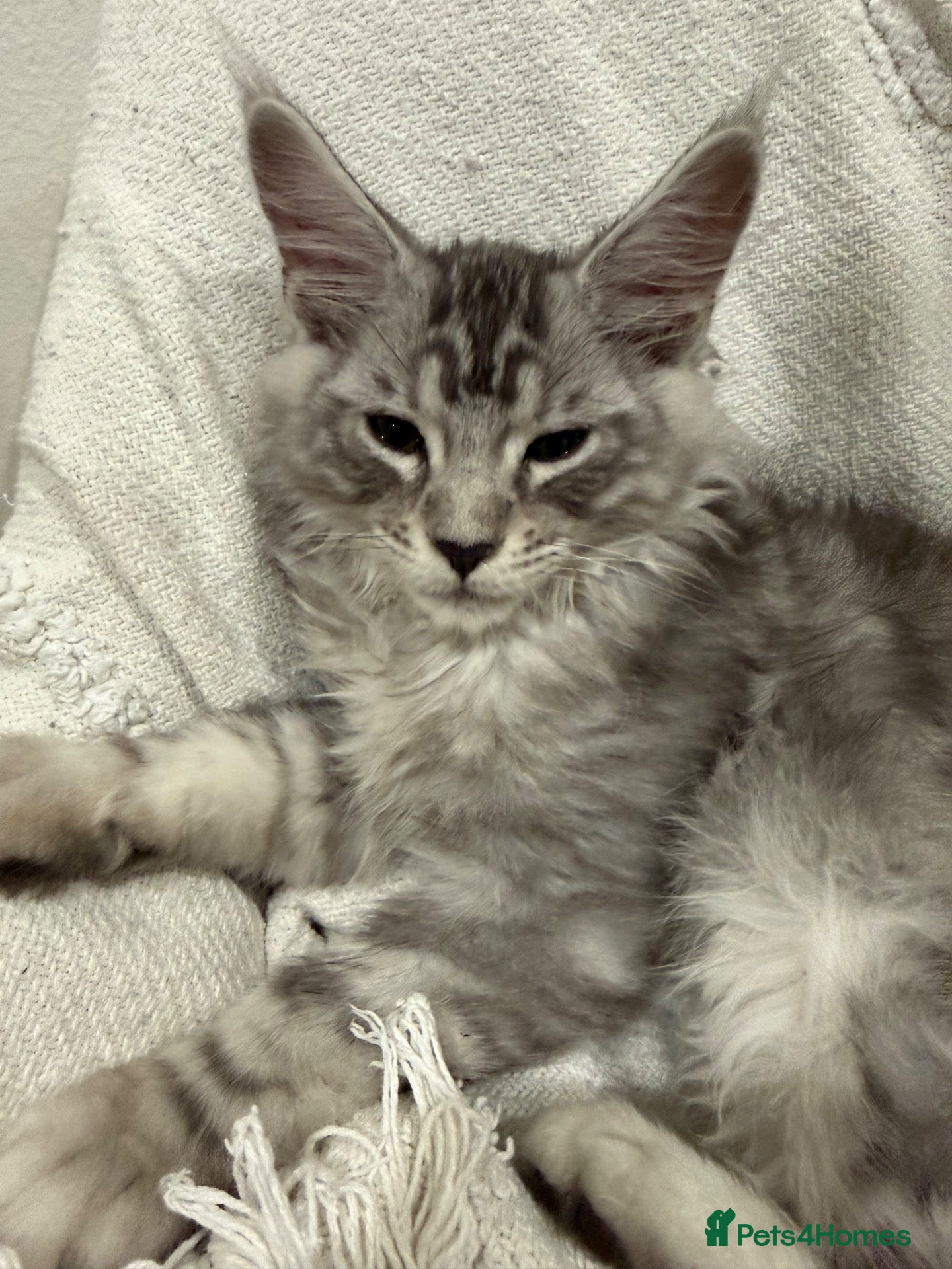 Maine Coon cats 🐈‍⬛Registered Maine Coons - Advert 6