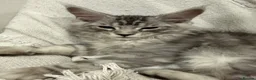 Maine Coon cats for sale: 🐈‍⬛Registered Maine Coons - Advert 4