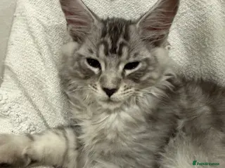 Maine Coon cats 🐈⬛Registered Maine Coons - Advert 6