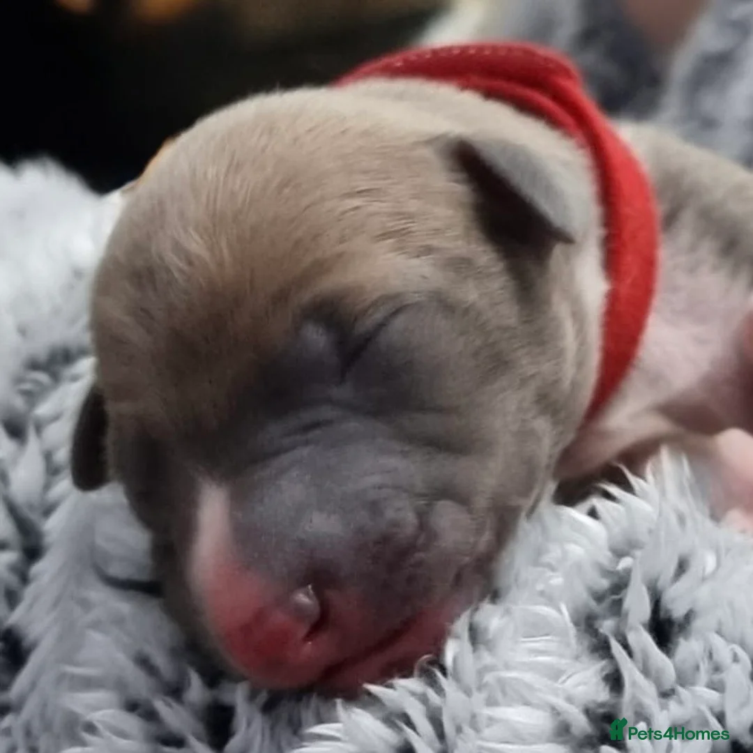 Whippet dogs for sale: Six Stunning Whippet Puppies in Mansfield - Advert 10
