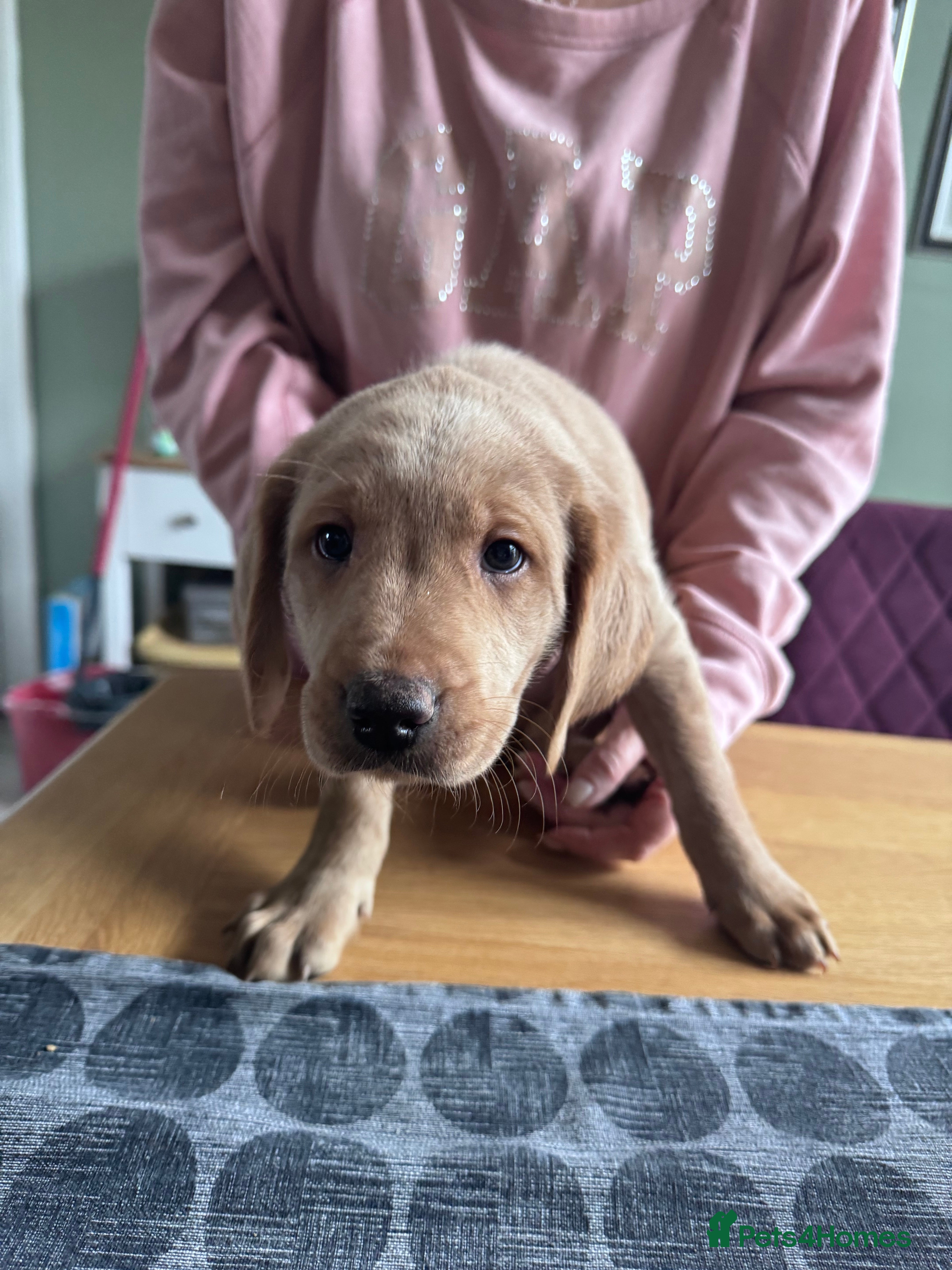 Labradoodle dogs 7 beautiful labradoodle puppies wanting a home - Advert 1