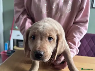 Labradoodle dogs 7 beautiful labradoodle puppies wanting a home - Advert 16