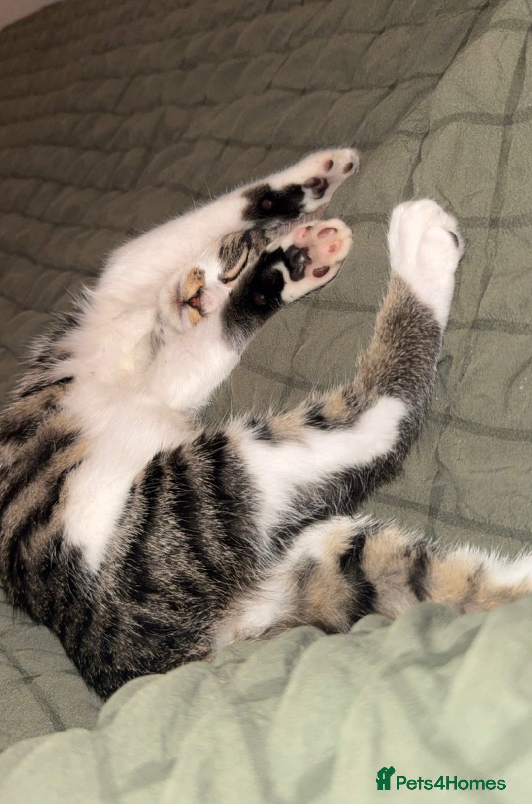 Mixed Breed cats for adoption: 3.5!month old male rescue kitten needs a home asap - Image 4