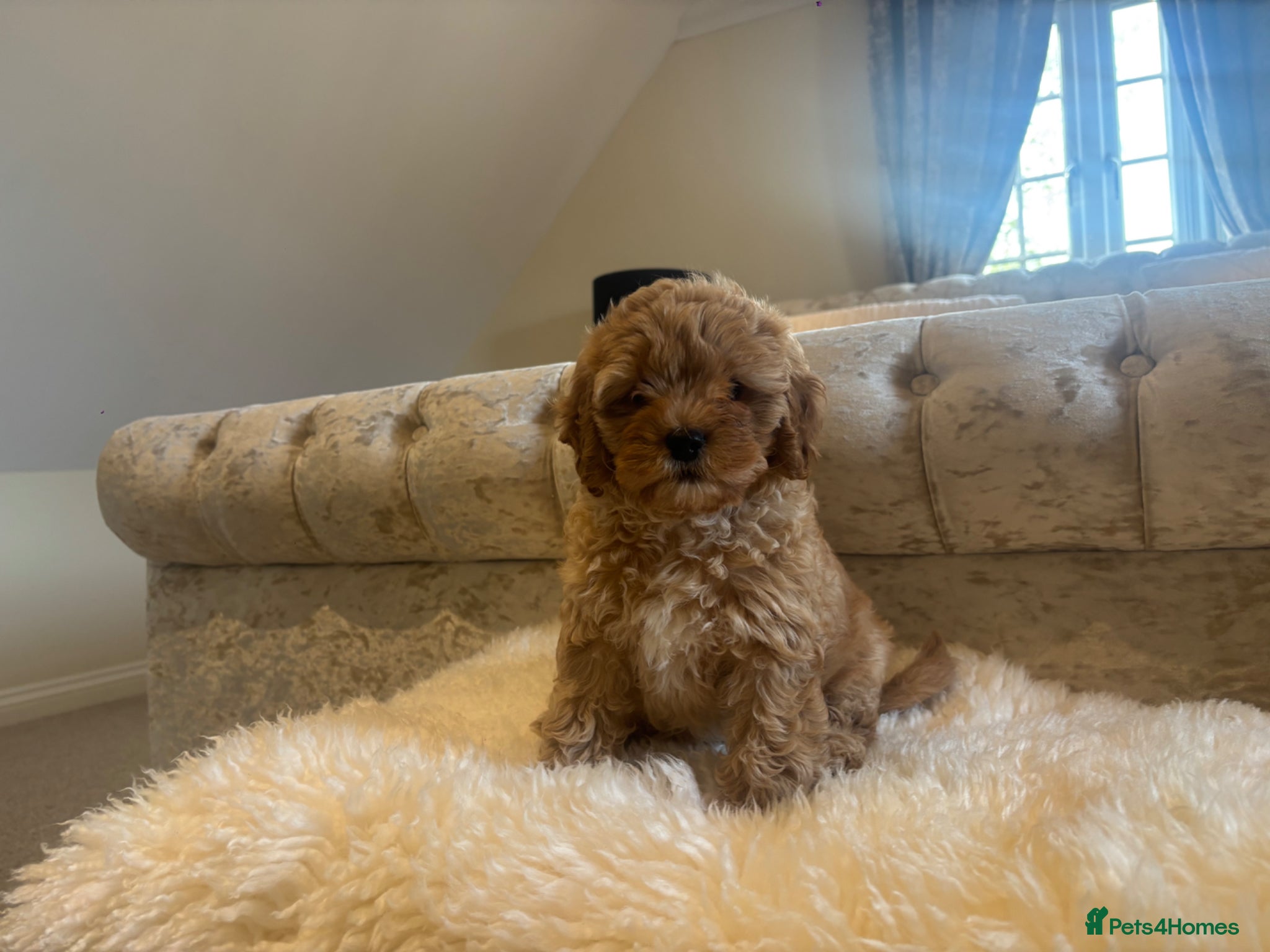 Cavapoochon dogs cavapooshon babies  - Advert 2