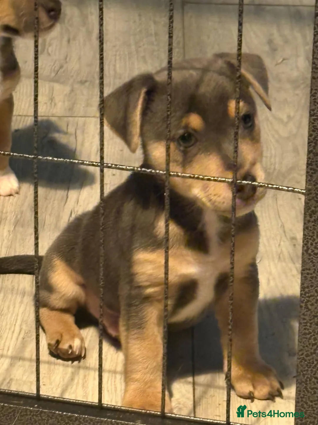 Jack Russell dogs for sale: Lovely parsons/wenlock Jack Russel  - Advert 1