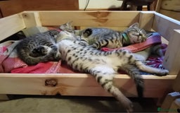 Bengal cats for sale: 6 Stunning Bengal Cross Kittens – Ready 31/10/2025 - Image 9