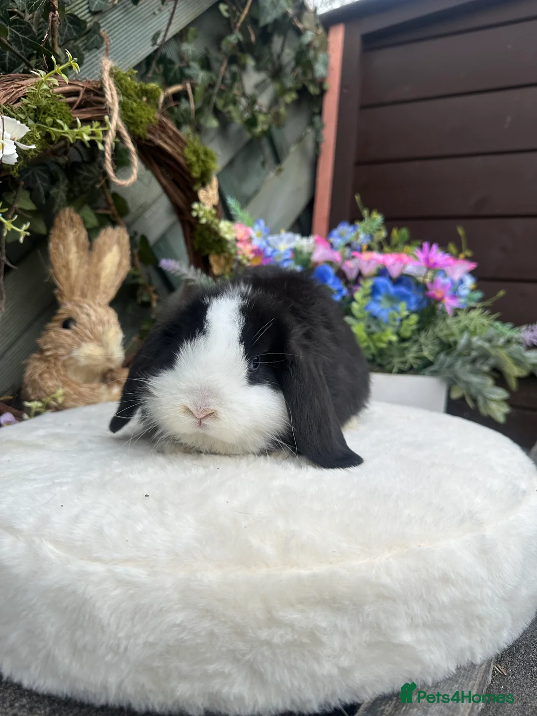Mini Lop rabbits for sale: Beautiful Baby Mini Lops - Advert 7