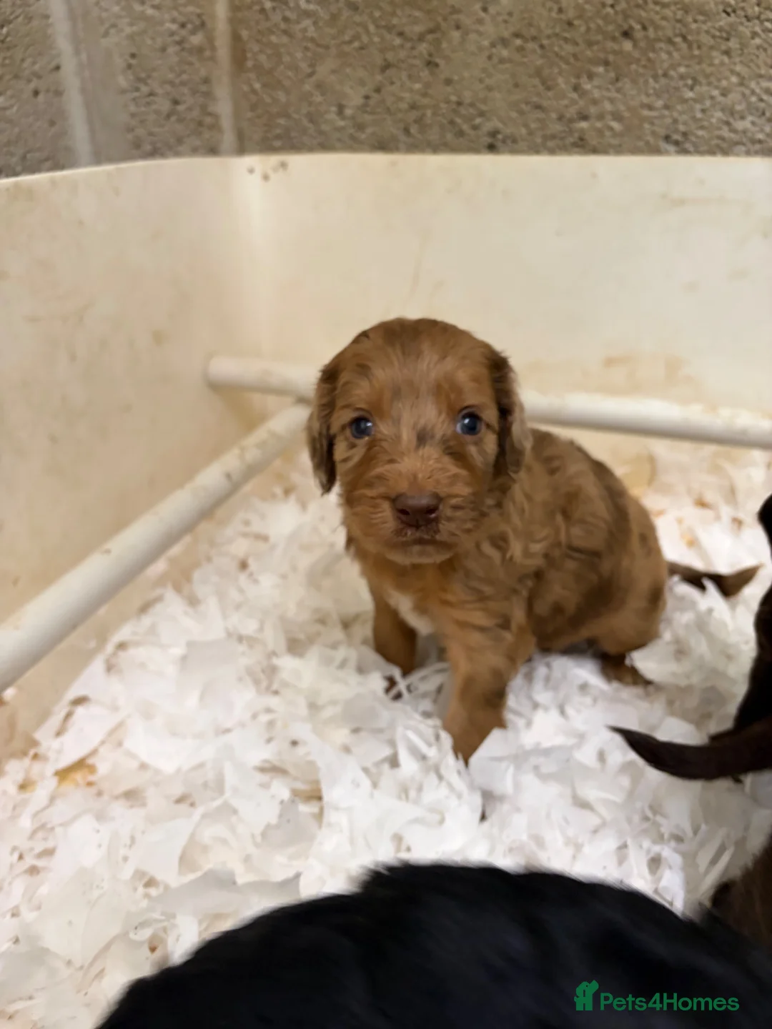 Sproodle dogs for sale: Beautiful Sproodles for sale F1 - Advert 2