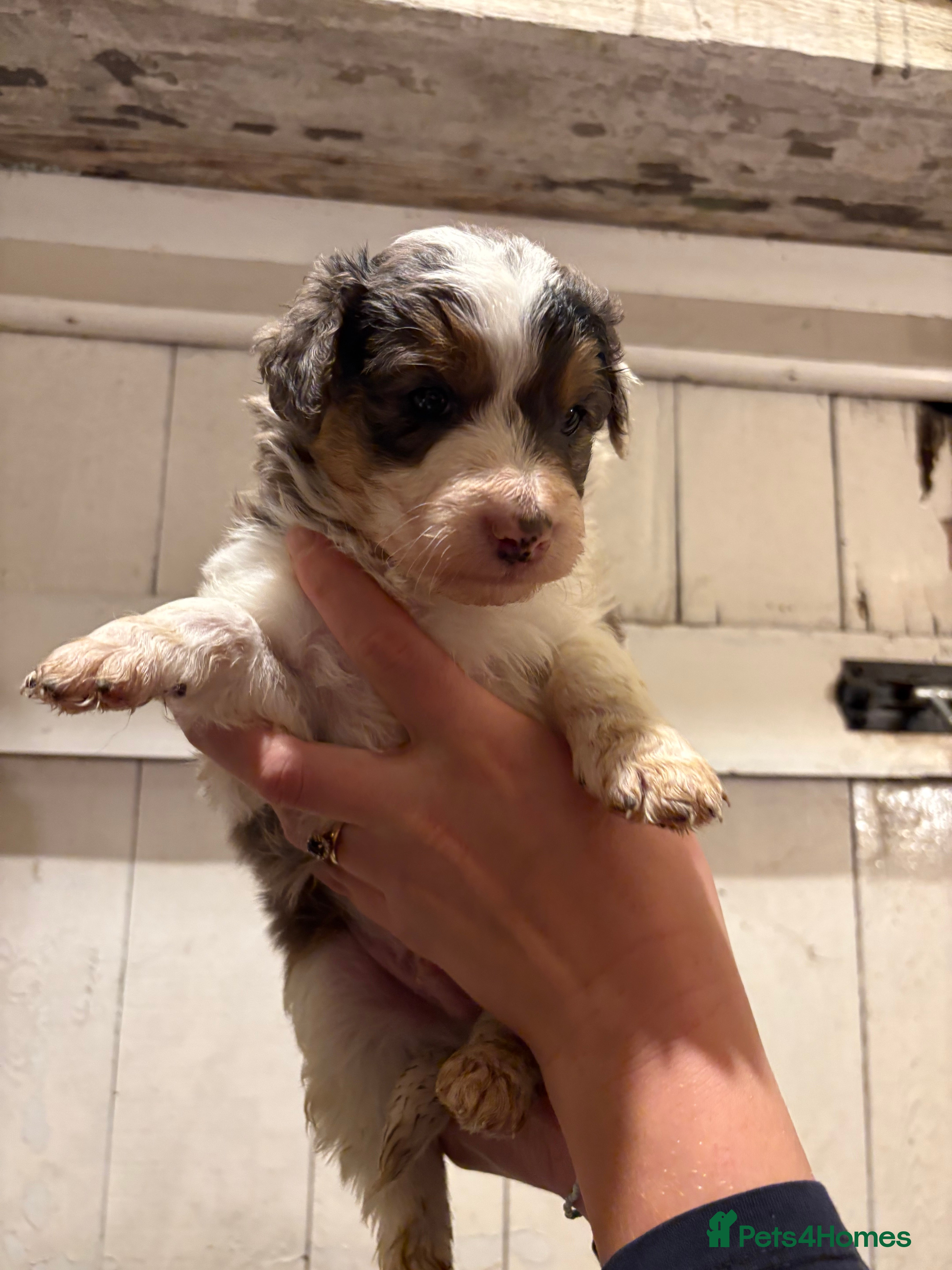 Mixed Breed dogs Collie x Cokerpoo pups  - Advert 1