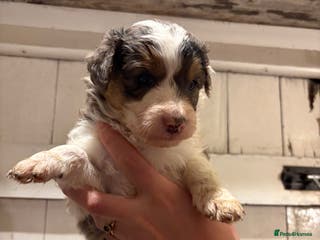 Mixed Breed dogs Collie x Cokerpoo pups - Advert 1