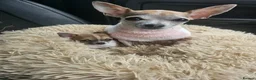 Chihuahua dogs for sale: Chihuahua  - Advert 1