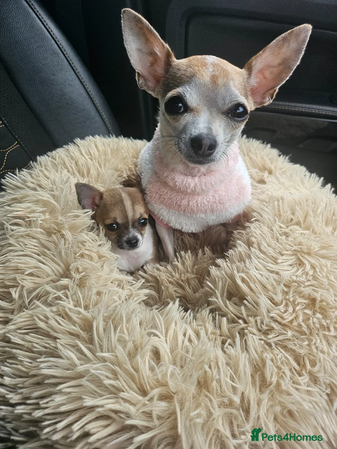 Chihuahua dogs for sale: Chihuahua  - Advert 1