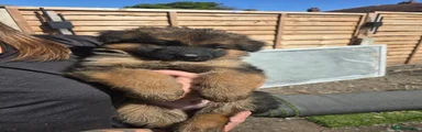 German Shepherd 9