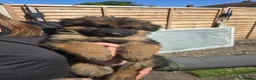 German Shepherd dogs for sale: German shepherd straigh back - Advert 8