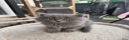 British Longhair cats for sale: British longhair mix fluffy kittens  - Advert 9