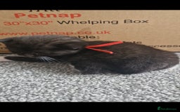 British Shorthair cats for sale: British Shorthair Mix Kittens  - Image 27