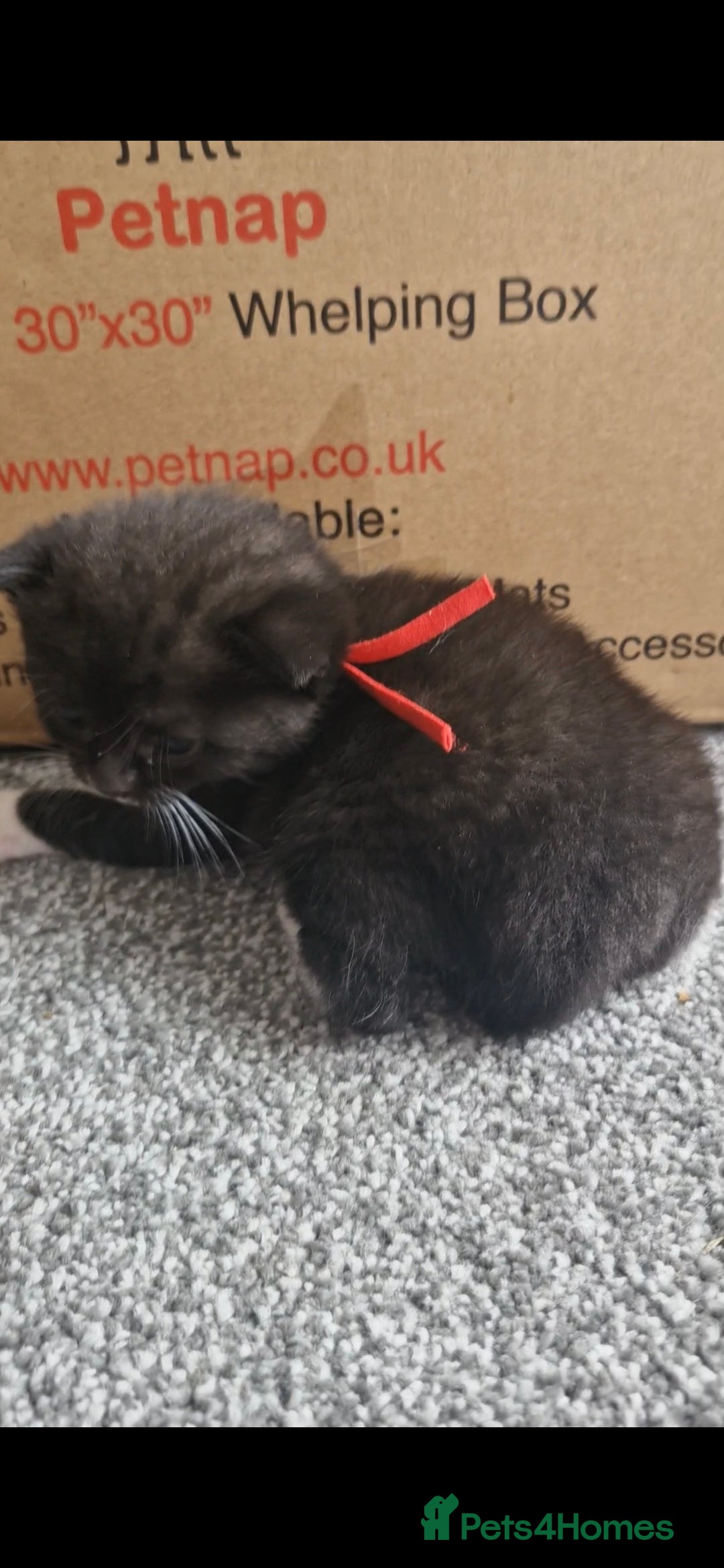 British Shorthair cats for sale: British Shorthair Mix Kittens  - Image 27