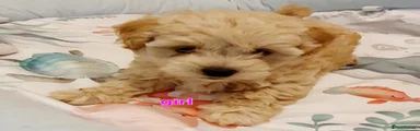 Maltipoo 4