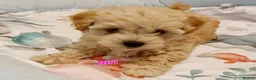 Maltipoo dogs for sale: Korean mulitpoo - Advert 4