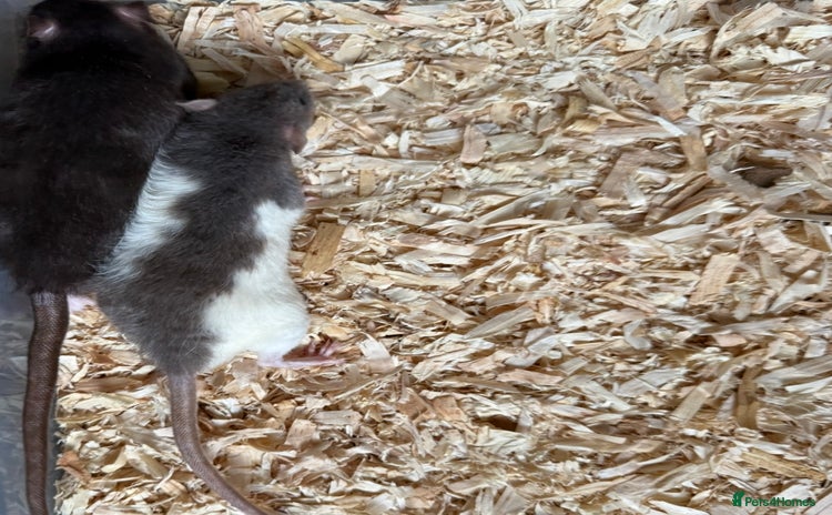 Rat rodents - Advert 3