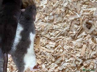 Rat rodents Baby rats - Advert 1