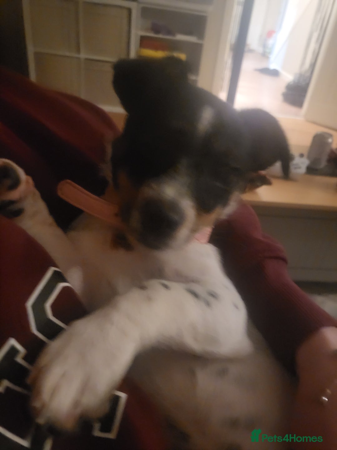 Mixed Breed dogs for sale: Female jack russell  - Advert 2