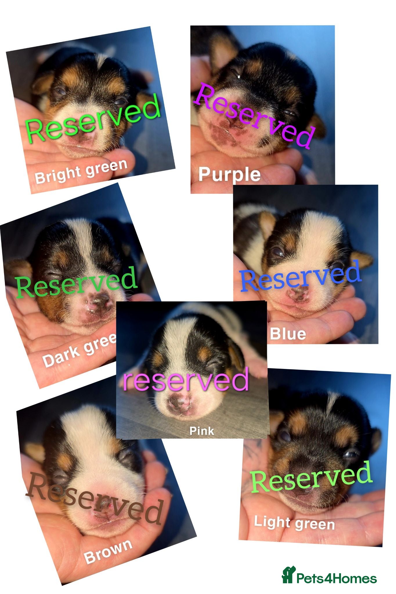 Jack Russell dogs ALL RESERVED miniature jack russells  - Advert 5
