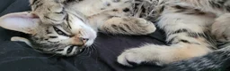 Domestic Shorthair cats for sale: 2 female adorable affectionate kittens in Seaton - Advert 15