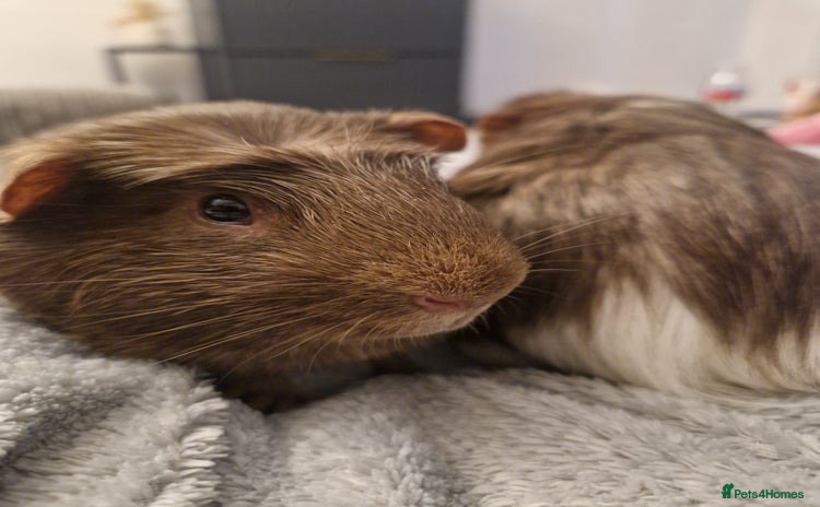 Guinea Pig rodents - Advert 15