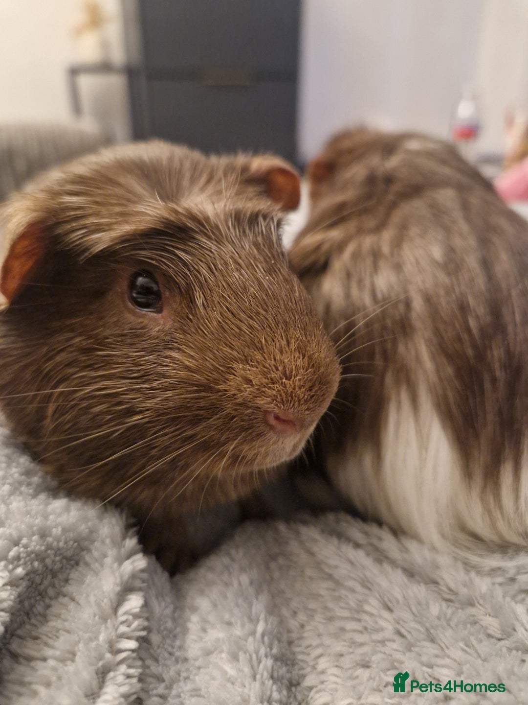 Guinea Pig rodents for sale: Guinea pig pair of calm males - Image 1