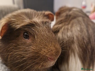 Guinea Pig rodents - Advert 18