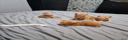Mixed Breed cats for sale: Ginger kittens - Advert 6