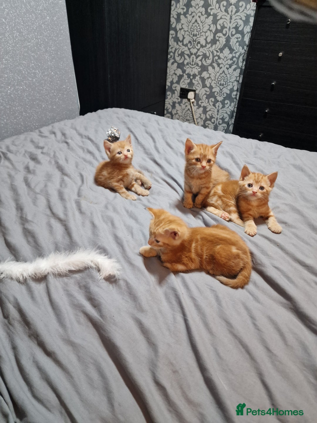 Mixed Breed cats for sale: Ginger kittens - Advert 6
