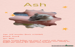 Hamster rodents for sale: Hamsters  - Image 7