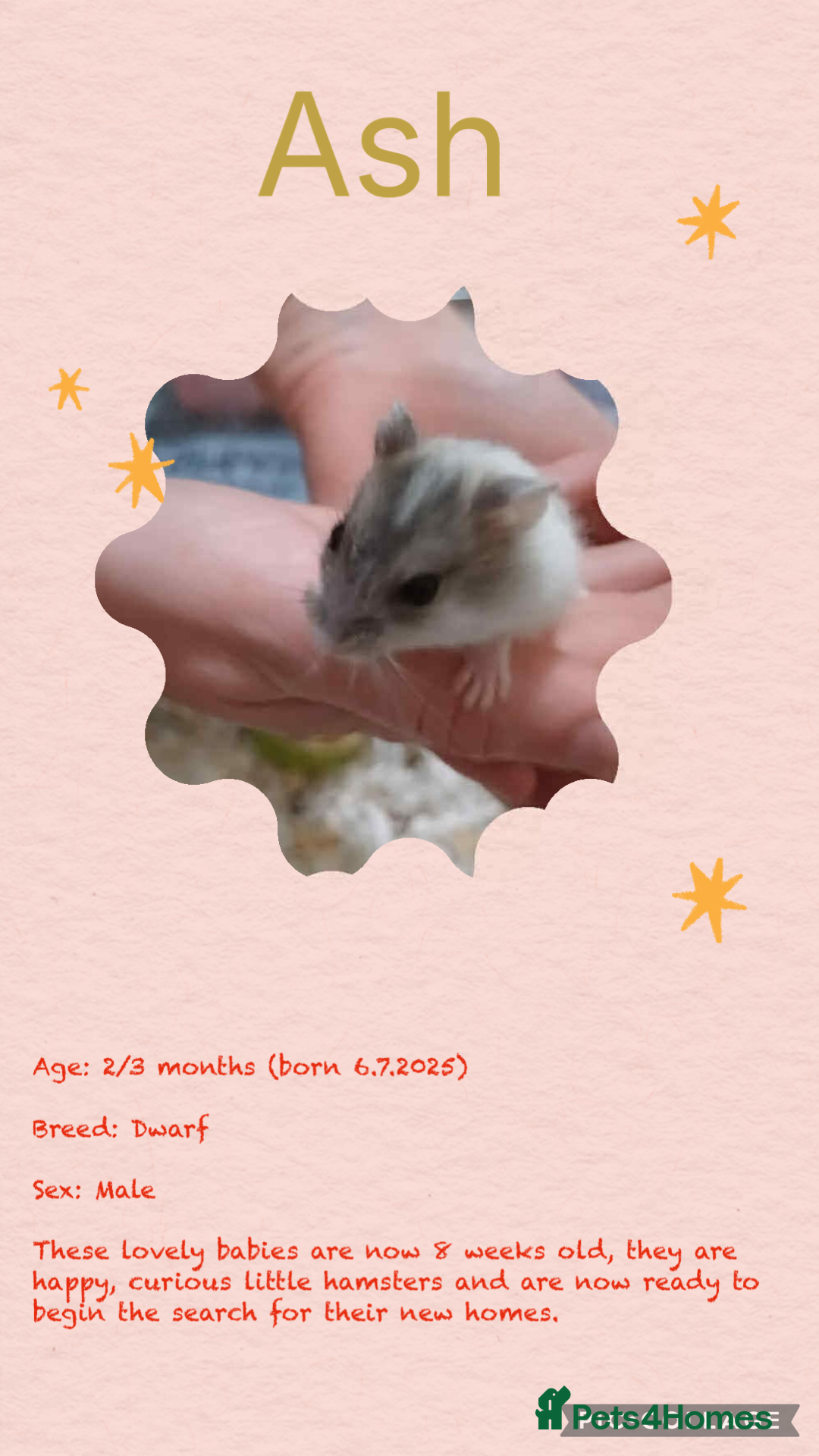 Hamster rodents for sale: Hamsters  - Image 7